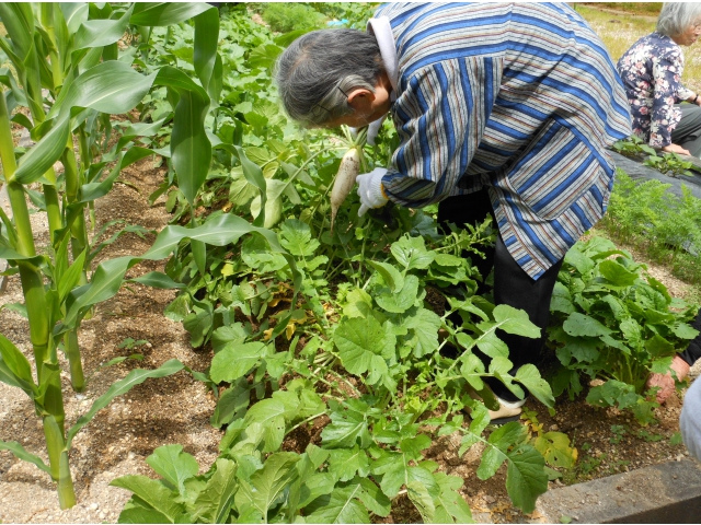 大根をよいしょっと引き抜きます
