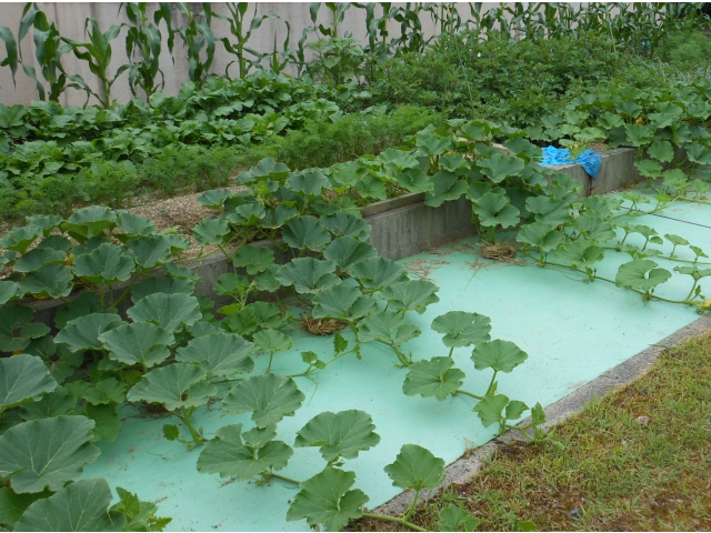 畑から飛び出るように葉と茎が