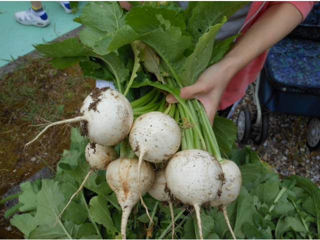可愛いかぶが穫れました