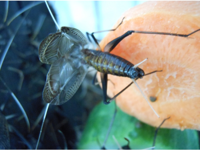 秋はもうすぐですかね