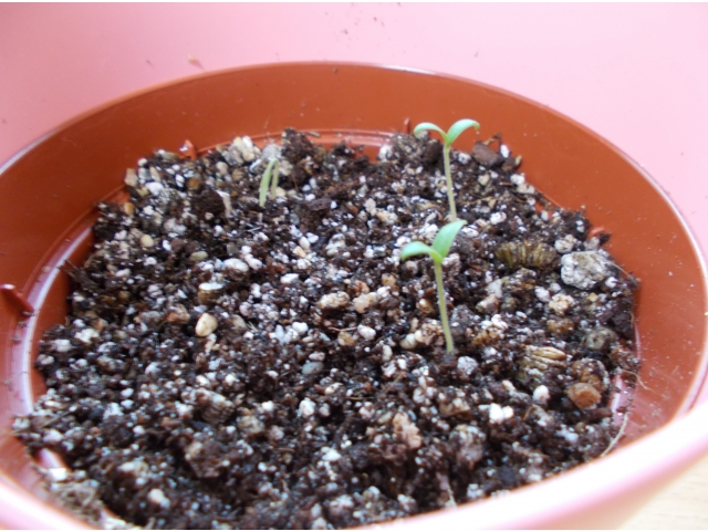 直ぐに芽が出てきました。