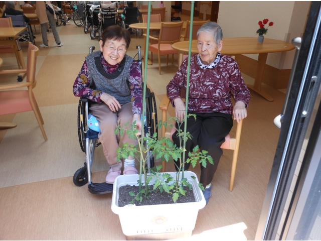 トマトは少し大きくなったかな
