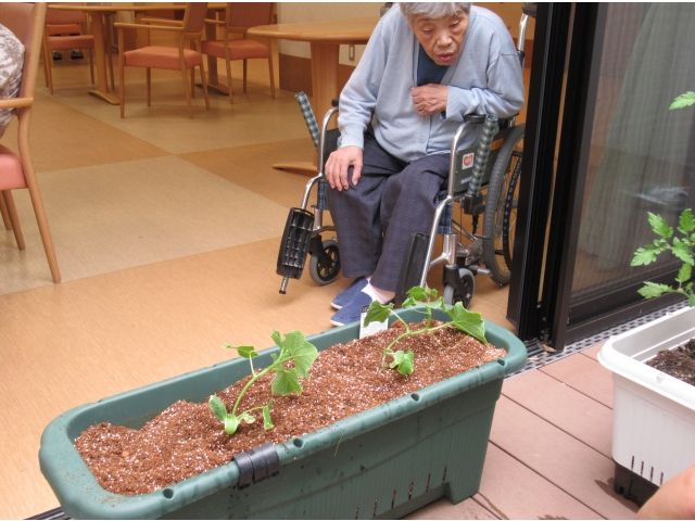 2.　2本植えました。