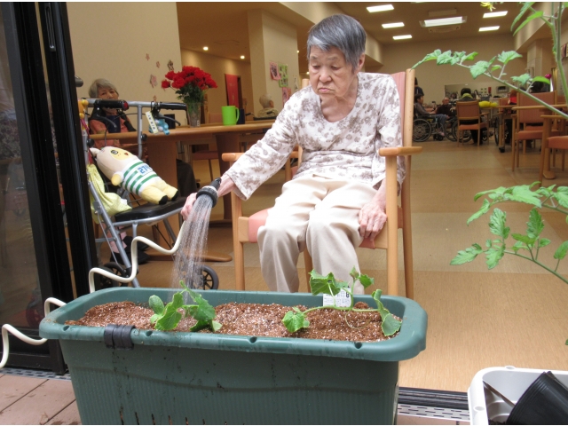 3.　水やりをします。