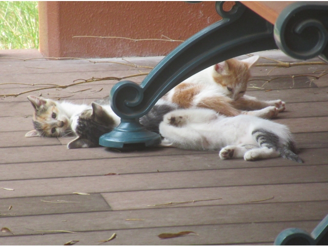 4匹の子猫