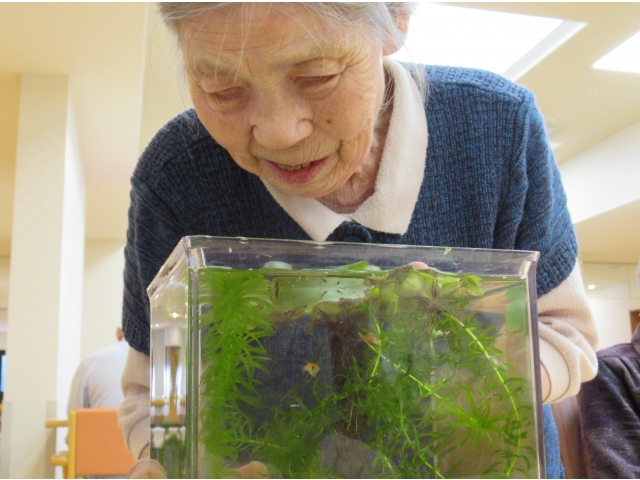 赤と白のメダカかわいいね～