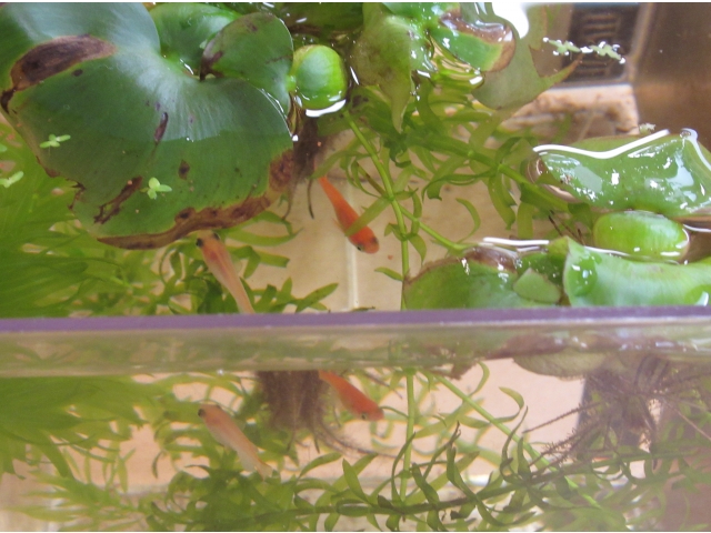 楊貴妃と白パンダメダカです。