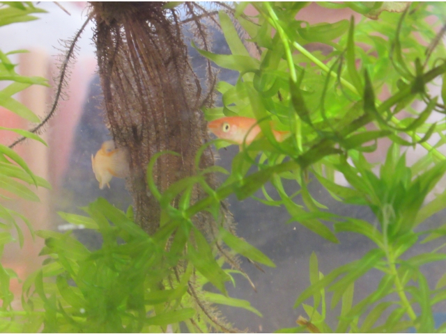 藻に隠れています。