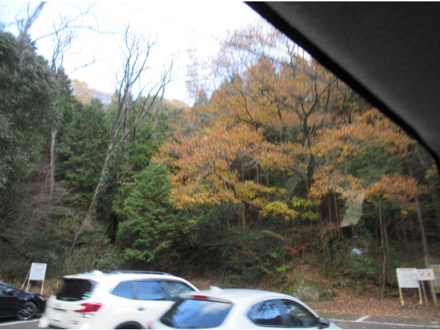 黄色に色付きました。