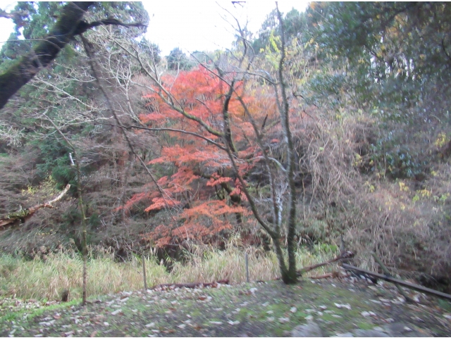 岩屋堂公園の紅葉、綺麗でした。