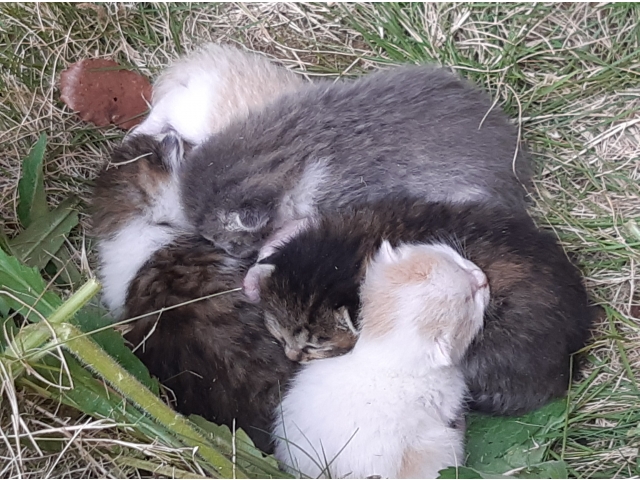 何匹いるでしょう？