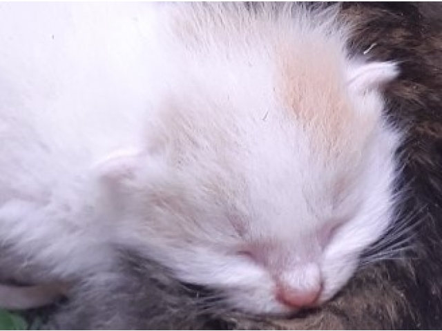 日向ぼっこ。
気持ち良く寝ています。