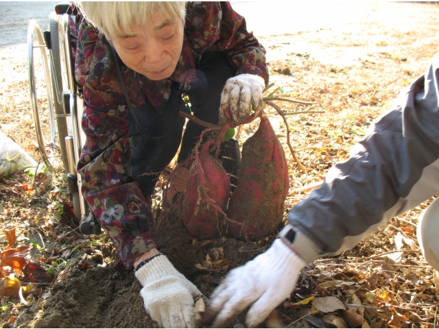 こんなに大きな芋が!