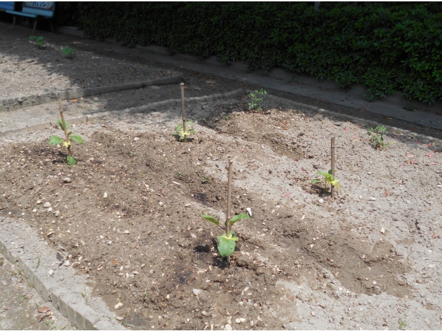 苗の植え付け完了☆大きくなあれ～！！