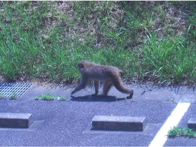 駐車場をウロウロ