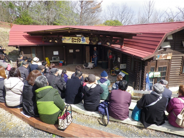 ミニブタショーを見ました