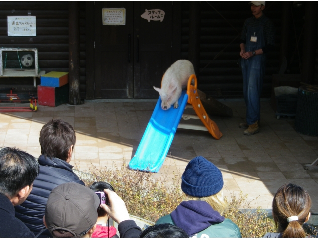 ミニブタが滑り台を滑ります
