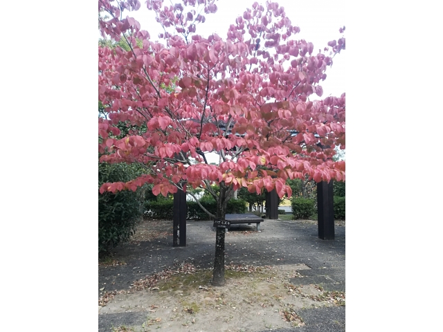 紅葉した花水木実がついていました