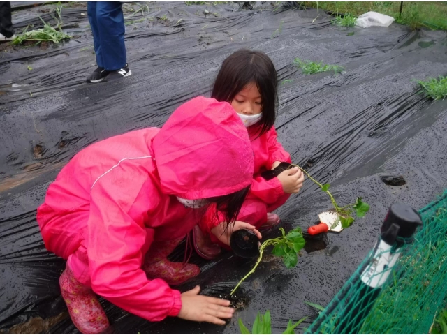 さつま芋の苗植え