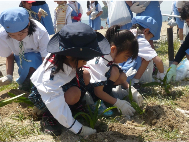 ハマユウの球根を植えています。