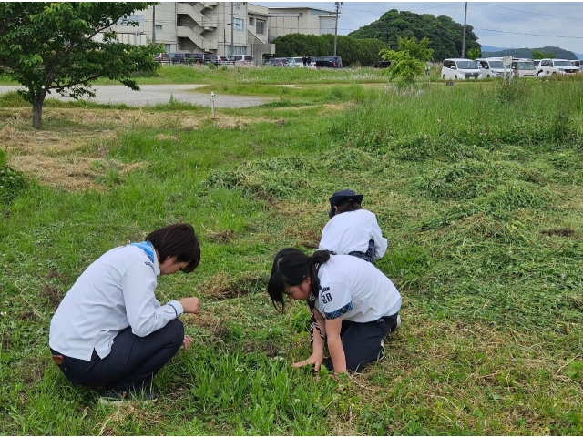 ４つ葉を探しています