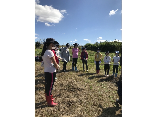 これからさつま芋堀をはじめます