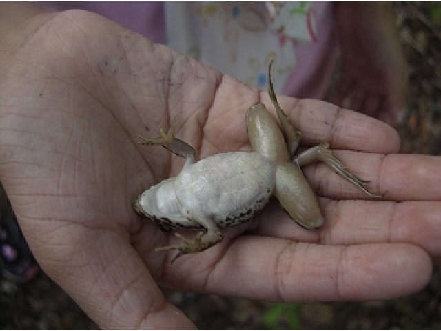 カエルのお昼寝？