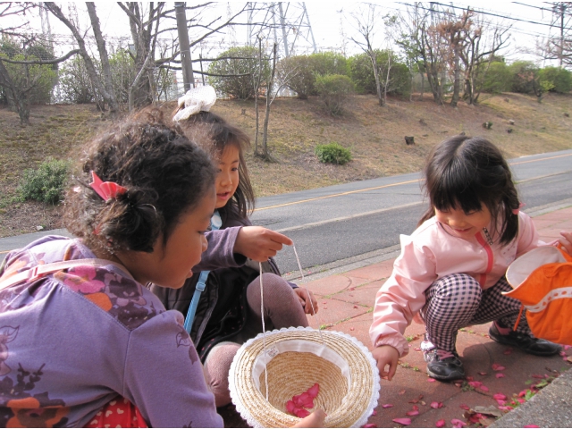 これきれい！さざんかの花びらを集めています