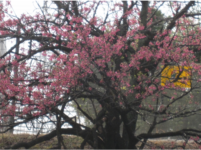 <BR>桜？宿泊センターの向かい側