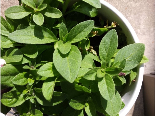 〈挿し木〉★秋に挿し木をして伸びました。