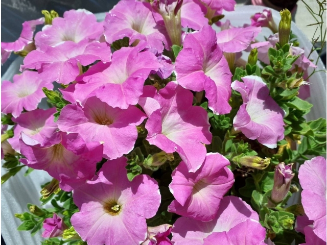 〈開花〉★2月末でも、こんなに開花しました。