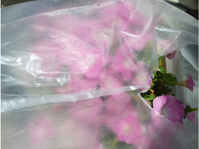 〈越冬〉★手作り温室で越冬できました。